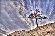 10th Mar 2012 - The Lone Tree