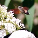 Humming Bird Hawk Moth by seanoneill
