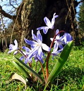 11th Mar 2012 - Blueming In Springtime 