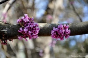 10th Mar 2012 - Flower Tree