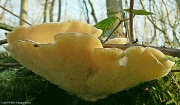 11th Mar 2012 - Fungus