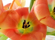 11th Mar 2012 - coral tulips on their last legs