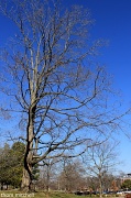 5th Mar 2012 - Half-a-tree, half-asleep