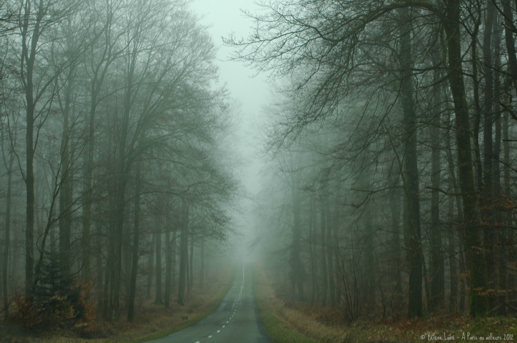 The road thru the forest  by parisouailleurs