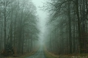 11th Mar 2012 - The road thru the forest 