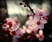 11th Mar 2012 - Emergency blossom shot