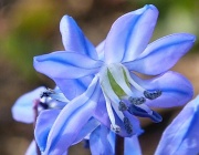 11th Mar 2012 - Scilla - not a day to be blue (except for this little flower)