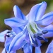 Scilla - not a day to be blue (except for this little flower) by rosiekind