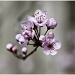 11.3.12 Blossom by stoat