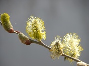 10th Mar 2012 - Spring