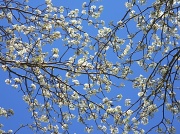 11th Mar 2012 - Pear Tree 3.11.12