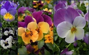 12th Mar 2012 - For all the violets ( pansies ) lovers