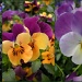 For all the violets ( pansies ) lovers by pyrrhula
