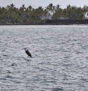 11th Mar 2012 - Dolphin Spinning