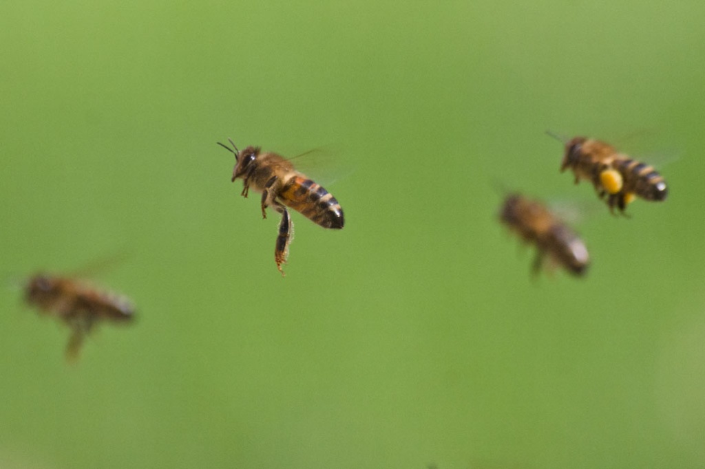 Busy Bees by harveyzone
