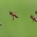 Busy Bees by harveyzone