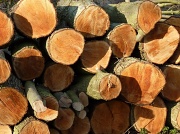 11th Mar 2012 - Logpile