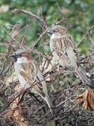 11th Mar 2012 - Sitting Sparrows