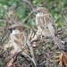 Sitting Sparrows by edorreandresen