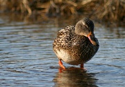 11th Mar 2012 - Just Ducky