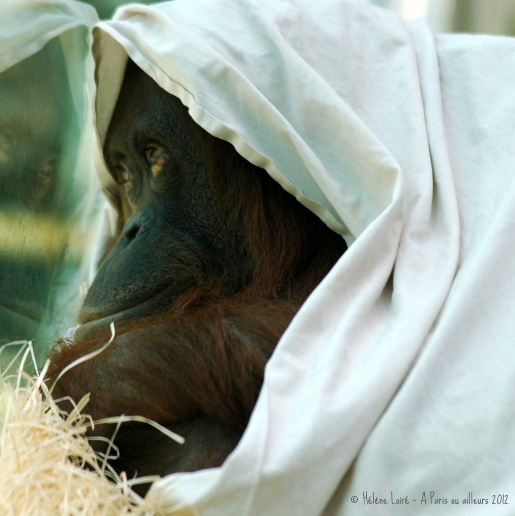 Orangutan by parisouailleurs