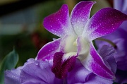 12th Mar 2012 - orchid