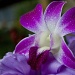 orchid by corymbia