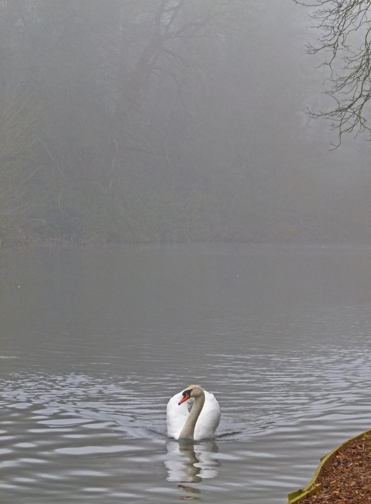 swan in mist by jantan