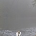 swan in mist by jantan