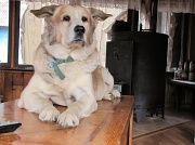 12th Mar 2012 - Coffee table dog.
