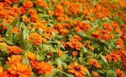 13th Mar 2012 - Orange Is A Happy Color