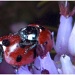 12.3.12 ladybirds by stoat