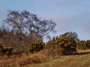 12th Mar 2012 - Bircher common.