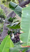 12th Mar 2012 - Stillness Within the Jungle