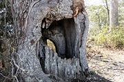 11th Mar 2012 - Old Tree in Parvin State Park