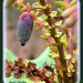 Leather Leaf Mahonia (Barberry) by vernabeth