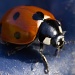 Ladybird by natsnell