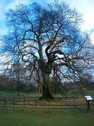 11th Mar 2012 - 200 year old oak tree  