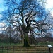 200 year old oak tree   by jennymdennis