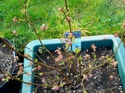 12th Mar 2012 - Blueberries in flower 