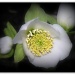 365-72 Another Hellebore! by judithdeacon