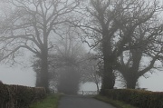 12th Mar 2012 - Mist