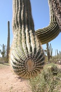 1st Mar 2012 - Saguaro National Park