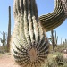 Saguaro National Park by dora