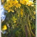 bouquet of sunshine by mjmaven