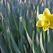 The Daffodil Next Door by lisabell