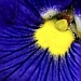 Pansy by lstasel
