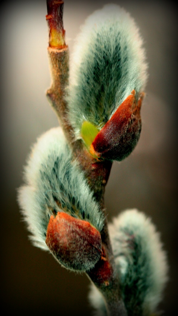 Pussy Willow by digitalrn