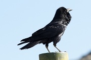 9th Mar 2012 - Raven Lunatic