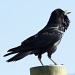 Raven Lunatic by robv